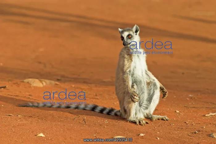 : Ring-tailed Lemur : Ring-tailed Lemur