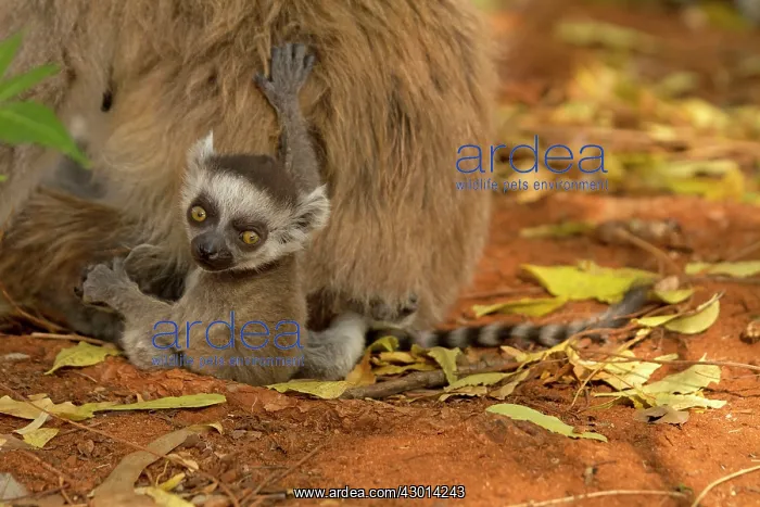 : Ring-tailed Lemur : Ring-tailed Lemur