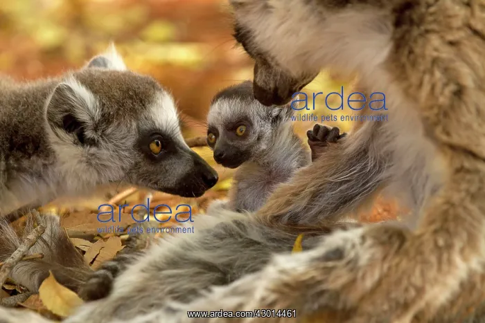 : Ring-tailed Lemur : Ring-tailed Lemur