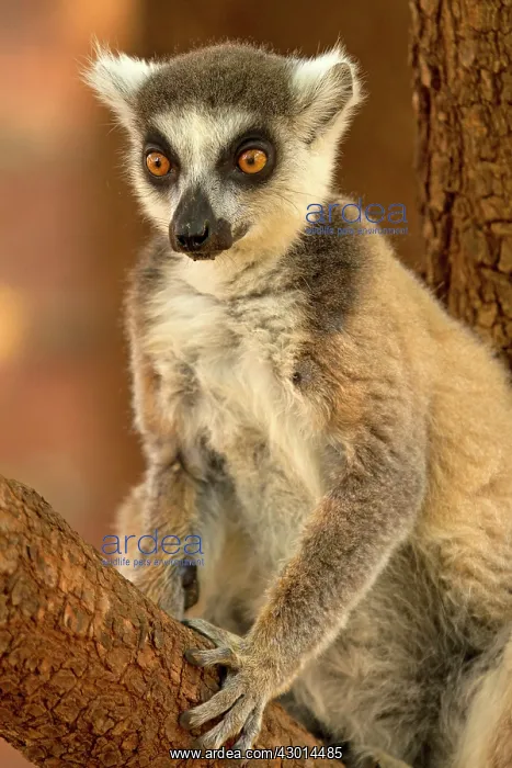  : Ring-tailed Lemur