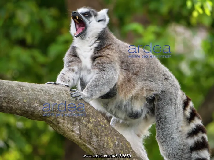 : Ring-tailed Lemur : Ring-tailed Lemur