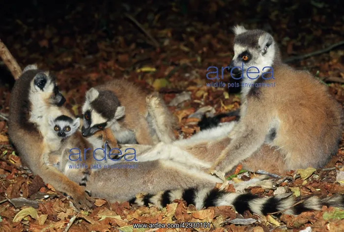 : Ring-tailed Lemur - adults with baby : Ring-tailed Lemur - adults with baby