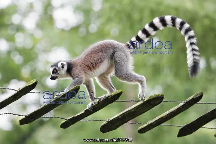: Ring-tailed Lemur - animal walking along tree ladder : Ring-tailed Lemur - animal walking along tree ladder