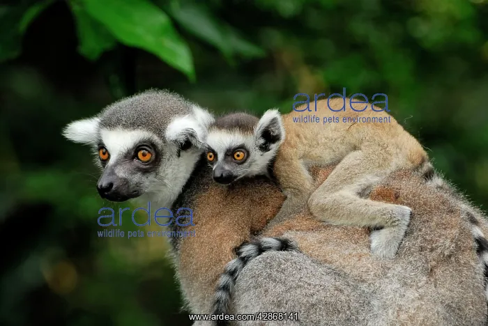 : Ring-tailed Lemur - with baby on back : Ring-tailed Lemur - with baby on back