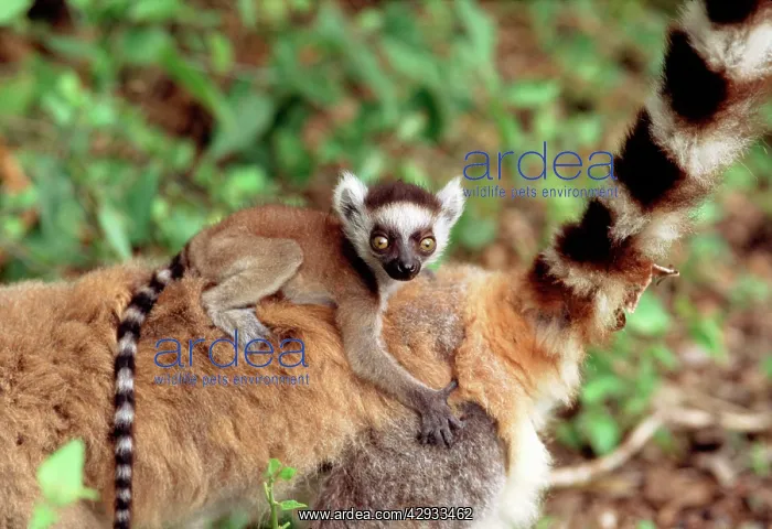 : RING-TAILED LEMUR -BABY ON BACK : RING-TAILED LEMUR -BABY ON BACK