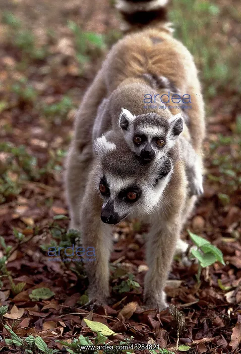 : Ring-tailed LEMUR - baby on back : Ring-tailed LEMUR - baby on back