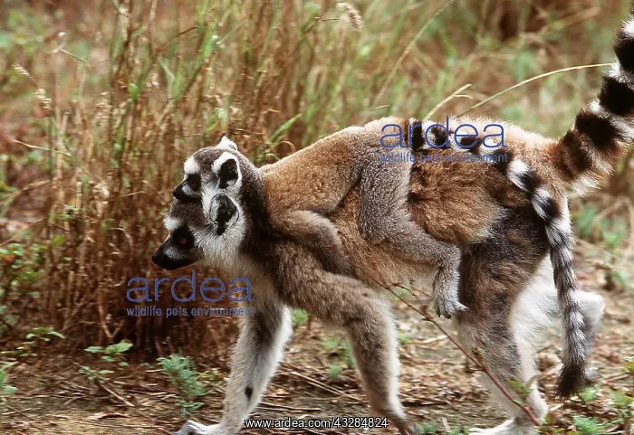 : Ring-tailed LEMUR - with baby on back : Ring-tailed LEMUR - with baby on back
