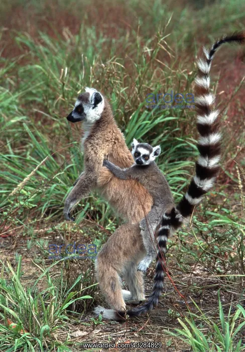 : Ring-tailed LEMUR - with baby on back : Ring-tailed LEMUR - with baby on back