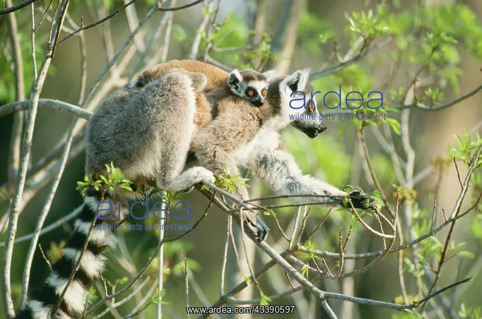 : Ring-tailed Lemur - with baby : Ring-tailed Lemur - with baby