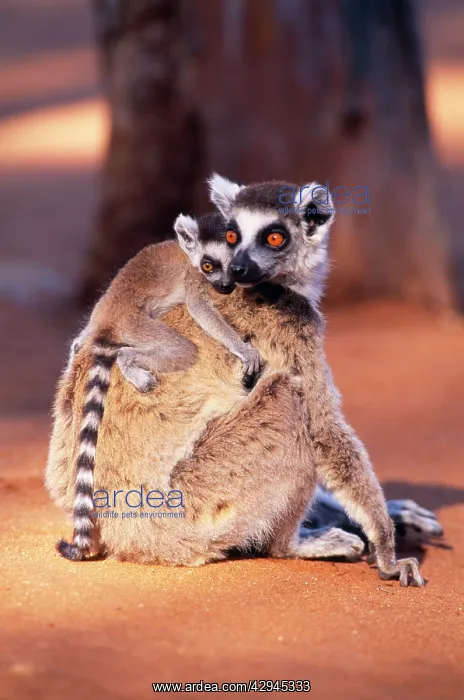: Ring-tailed LEMUR - with baby on back, on ground, endemic : Ring-tailed LEMUR - with baby on back, on ground, endemic