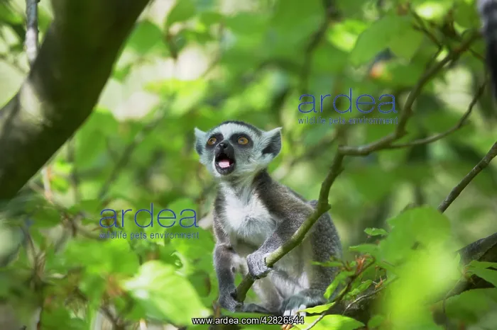 : Ring-Tailed Lemur - Baby calling in tree : Ring-Tailed Lemur - Baby calling in tree