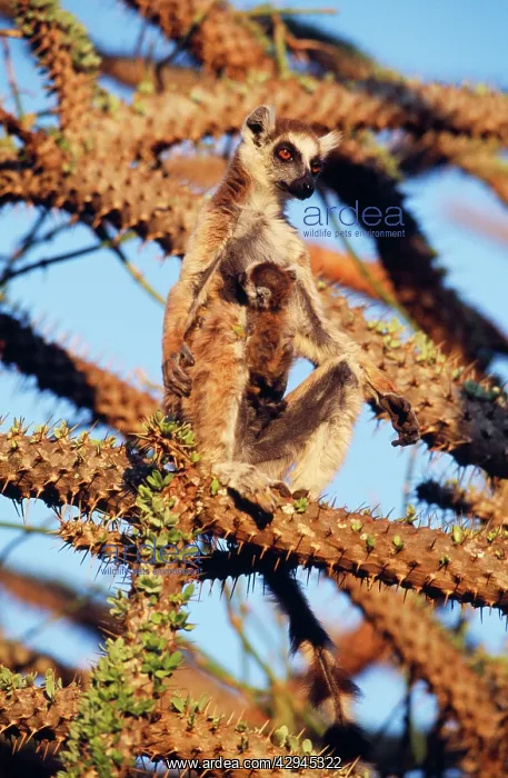 : Ring-tailed LEMUR - with baby on chest, in tree, endemic : Ring-tailed LEMUR - with baby on chest, in tree, endemic