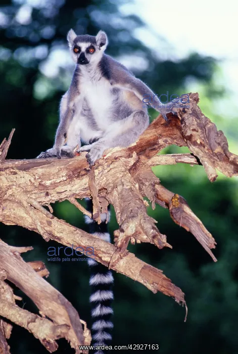 : Ring-tailed Lemur - on branch : Ring-tailed Lemur - on branch