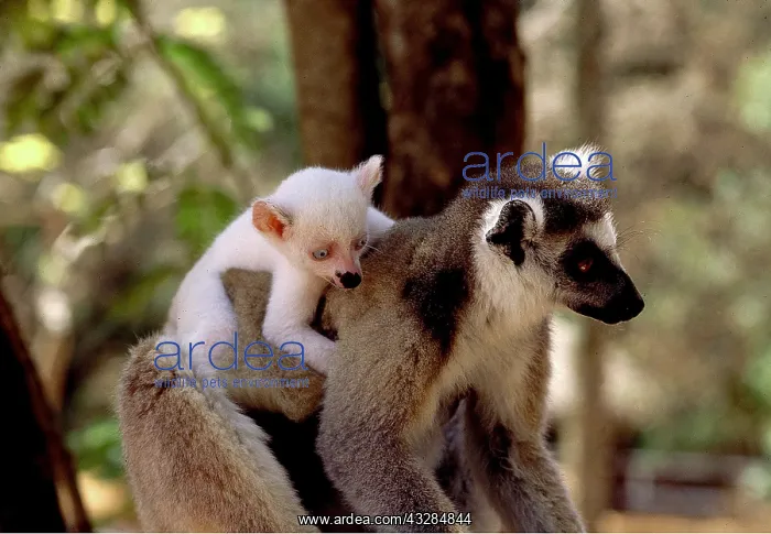 : Ring-tailed LEMUR - carrying baby on back : Ring-tailed LEMUR - carrying baby on back