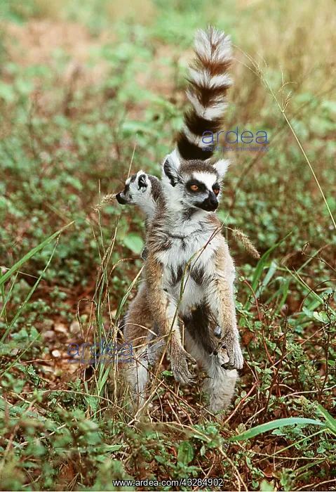 : RING-TAILED LEMUR - carrying infant : RING-TAILED LEMUR - carrying infant