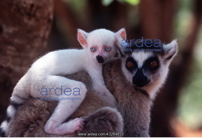: Ring-tailed LEMUR - carrying white baby male : Ring-tailed LEMUR - carrying white baby male