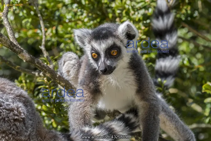 : Ring-tailed (Lemur catta) lemurs foraging in tree : Ring-tailed (Lemur catta) lemurs foraging in tree