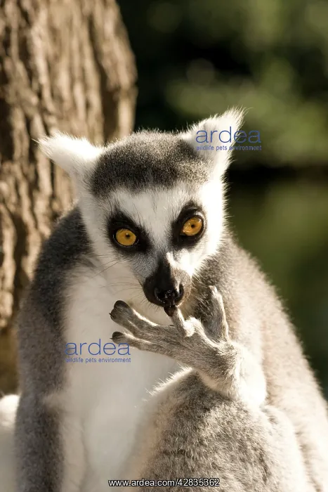 : Ring-tailed Lemur - cleaning fingers : Ring-tailed Lemur - cleaning fingers
