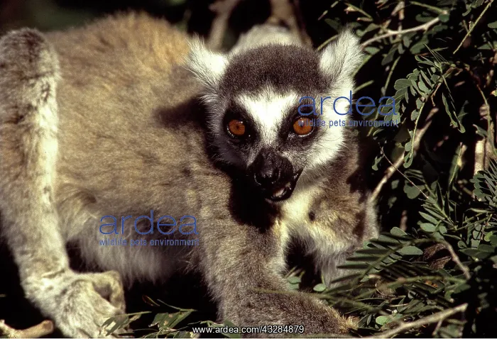 : RING-TAILED LEMUR - close-up : RING-TAILED LEMUR - close-up