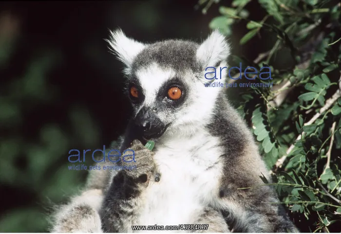 : RING-TAILED LEMUR - close-up eating : RING-TAILED LEMUR - close-up eating
