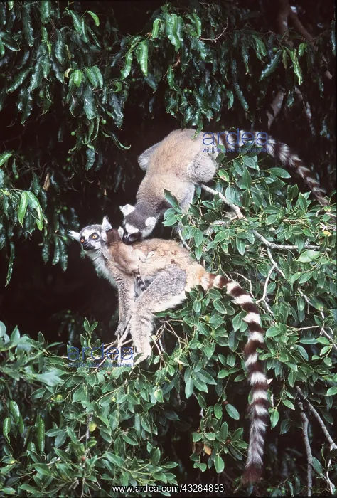 : RING-TAILED LEMUR - close-up upper body : RING-TAILED LEMUR - close-up upper body