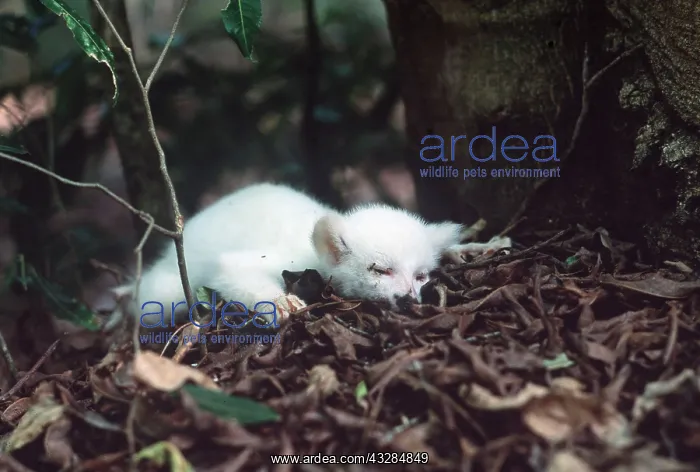 : RING-TAILED LEMUR - dead white baby male : RING-TAILED LEMUR - dead white baby male