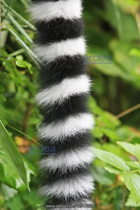 : Ring-tailed Lemur - detailed study of tail, distribution : Ring-tailed Lemur - detailed study of tail, distribution