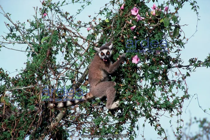 : Ring-Tailed Lemur - eating flowers : Ring-Tailed Lemur - eating flowers