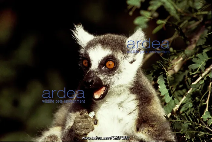 : RING-TAILED LEMUR - Feeding : RING-TAILED LEMUR - Feeding
