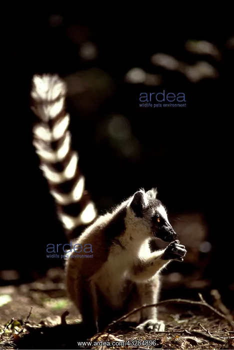 : RING-TAILED LEMUR - feeding : RING-TAILED LEMUR - feeding