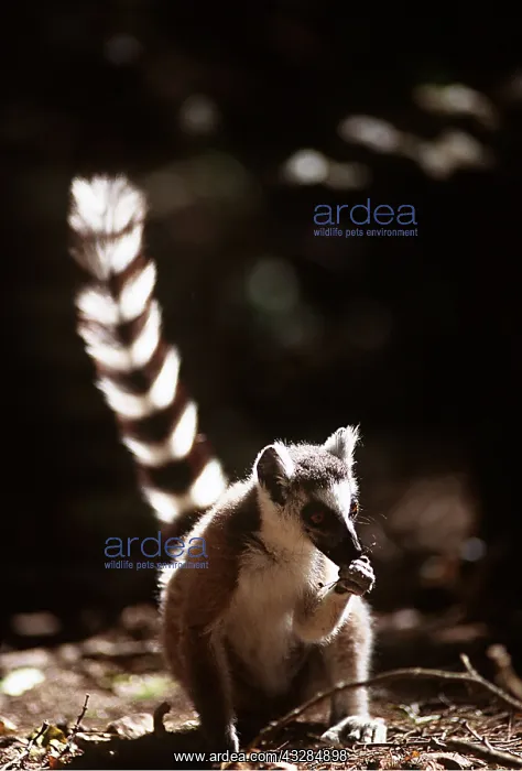 : RING-TAILED LEMUR - feeding : RING-TAILED LEMUR - feeding