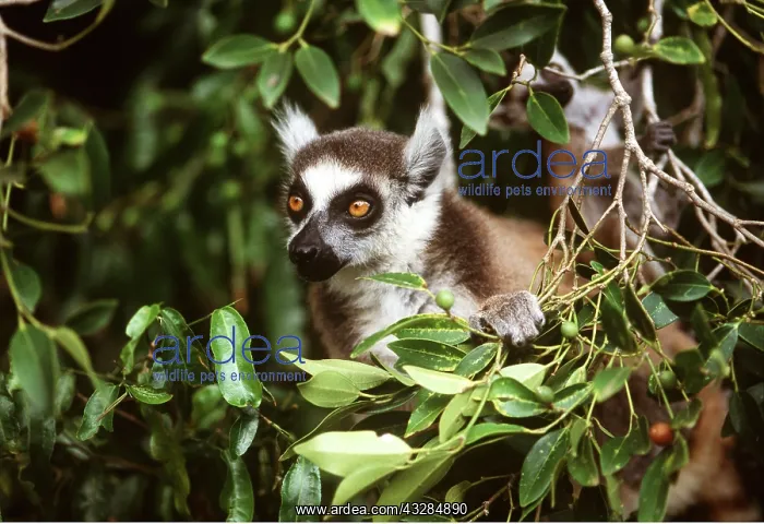 : RING-TAILED LEMUR - feeding on Cordia berries : RING-TAILED LEMUR - feeding on Cordia berries