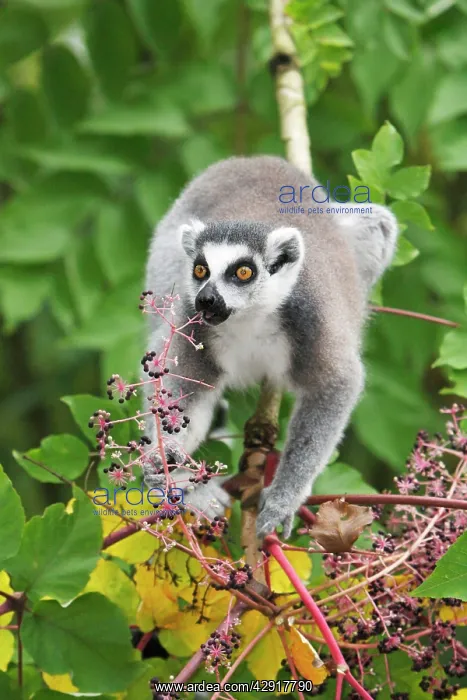 : Ring-tailed Lemur - feeding on ripened berries : Ring-tailed Lemur - feeding on ripened berries
