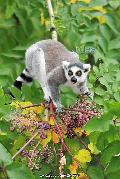 : Ring-tailed Lemur - feeding on ripened berries : Ring-tailed Lemur - feeding on ripened berries