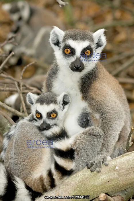 : Ring-tailed Lemur - female with baby : Ring-tailed Lemur - female with baby