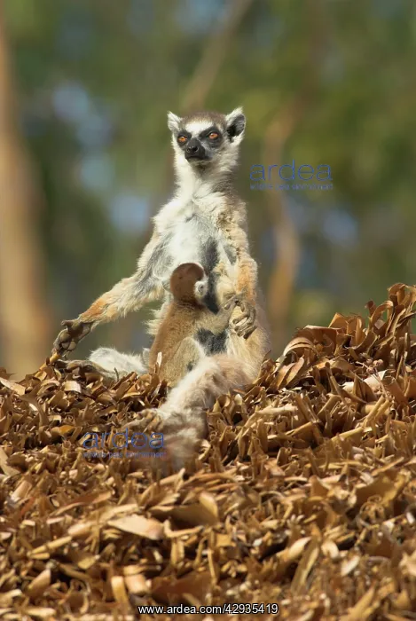 : Ring-tailed Lemur - Female with young suckling : Ring-tailed Lemur - Female with young suckling