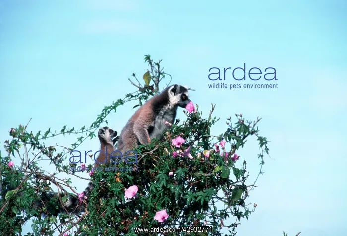 : RING-TAILED LEMUR - at flower : RING-TAILED LEMUR - at flower