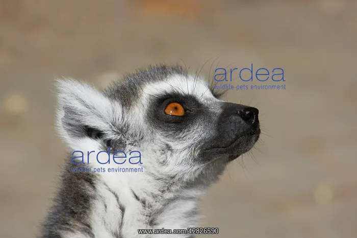 : Ring-Tailed Lemur - Head Shot : Ring-Tailed Lemur - Head Shot