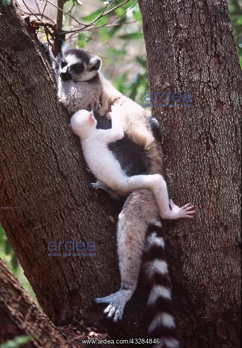 : RING-TAILED LEMUR - Holding white baby male : RING-TAILED LEMUR - Holding white baby male