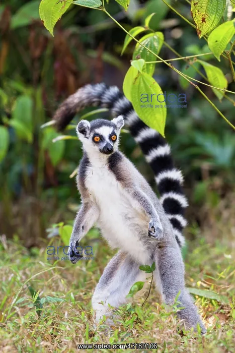 : Ring-tailed lemur (Lemur catta), standing, Nahampoana : Ring-tailed lemur (Lemur catta), standing, Nahampoana