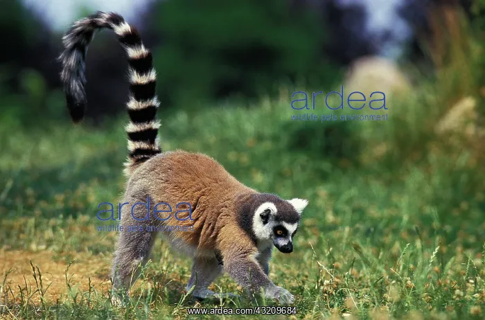 : Ring Tailed Lemur (lemur catta) : Ring Tailed Lemur (lemur catta)