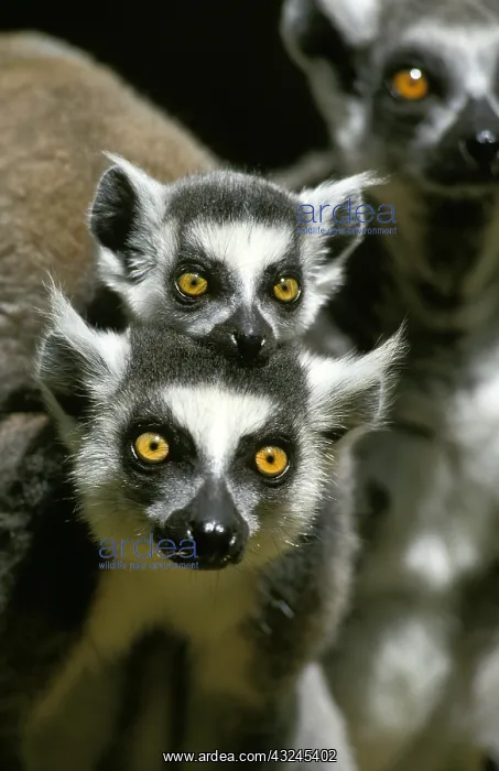 : Ring Tailed Lemur (lemur catta), Female carrying Baby : Ring Tailed Lemur (lemur catta), Female carrying Baby
