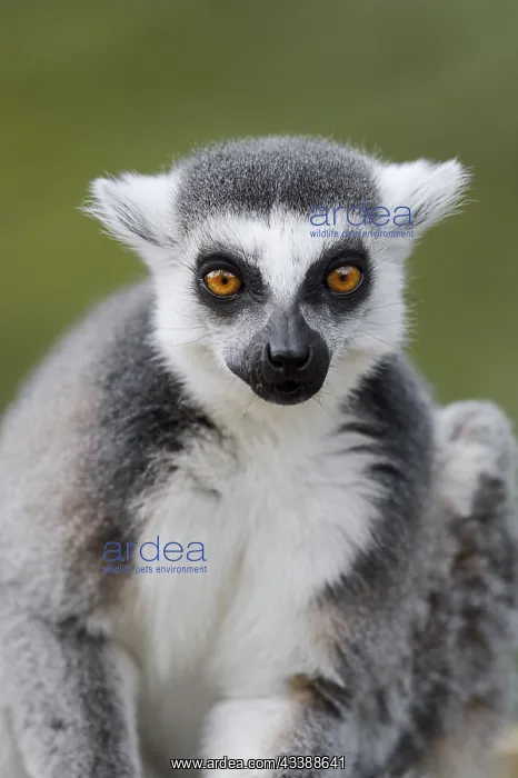 : Ring-tailed lemur (Lemur catta), captive, occurring : Ring-tailed lemur (Lemur catta), captive, occurring