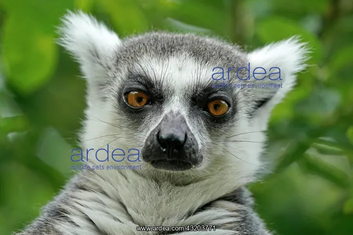 : Ring-tailed lemur (Lemur catta), animal portrait : Ring-tailed lemur (Lemur catta), animal portrait