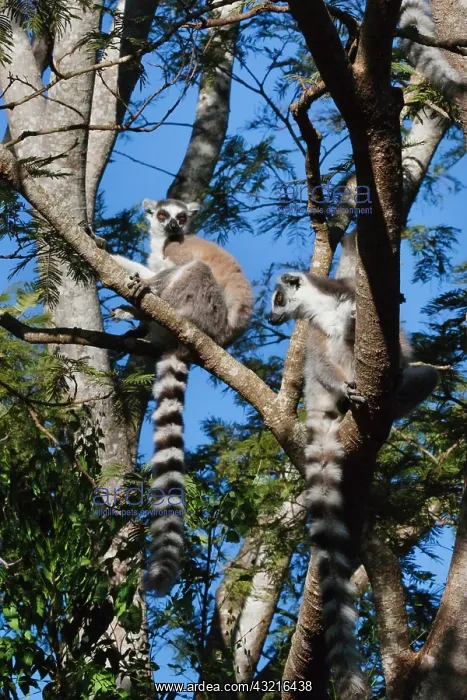 : Ring tailed lemur (Lemur catta), Berenty : Ring tailed lemur (Lemur catta), Berenty