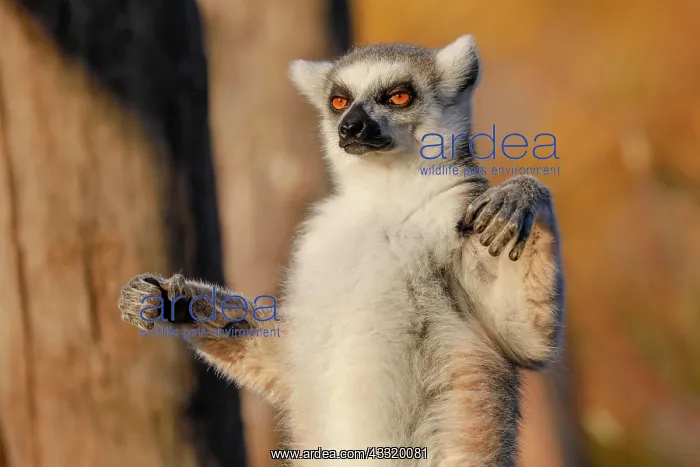 : Ring-tailed lemur (Lemur catta), in captivity : Ring-tailed lemur (Lemur catta), in captivity