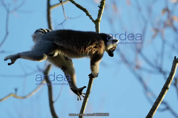 : Ring-tailed lemur (Lemur catta), in captivity : Ring-tailed lemur (Lemur catta), in captivity