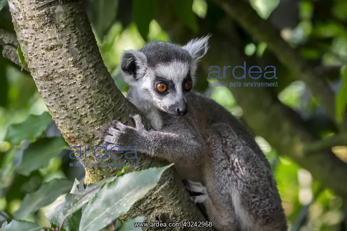 : Ring-tailed lemur (Lemur catta) climbing in tree : Ring-tailed lemur (Lemur catta) climbing in tree