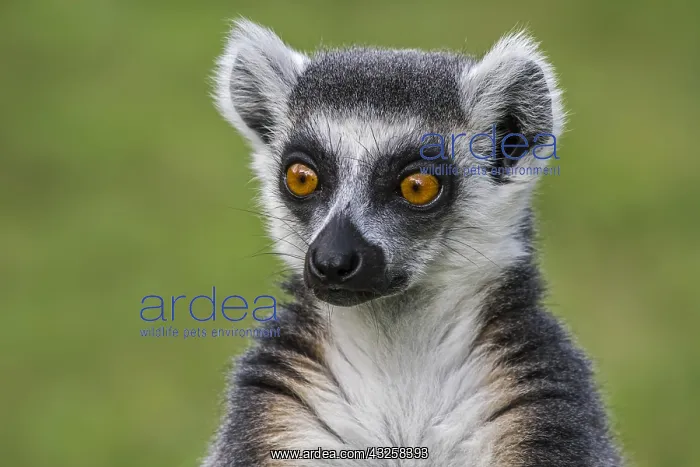 : Ring-tailed lemur (Lemur catta) close-up portrait : Ring-tailed lemur (Lemur catta) close-up portrait