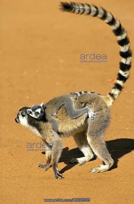 : Ring Tailed Lemur (lemur catta), Female carrying : Ring Tailed Lemur (lemur catta), Female carrying